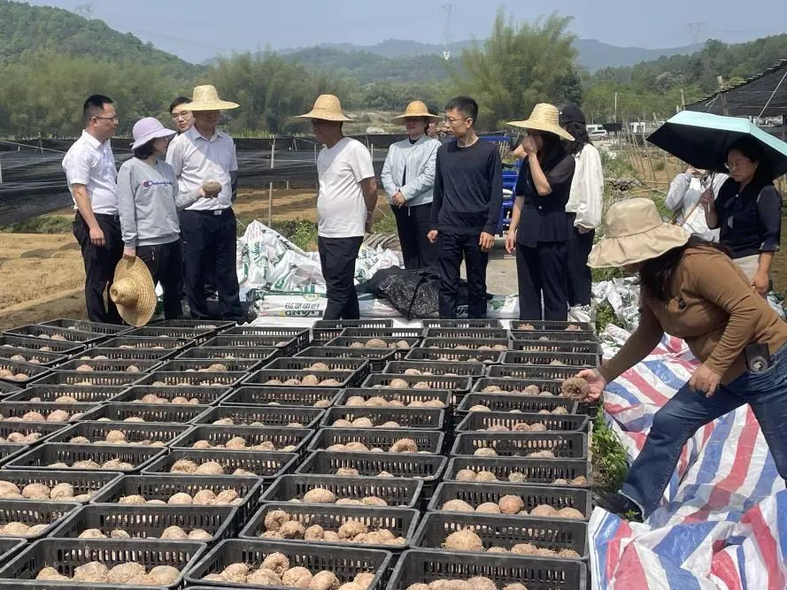 罗定市金鸡镇：科技特派员在田间 助力果蔬产业发展