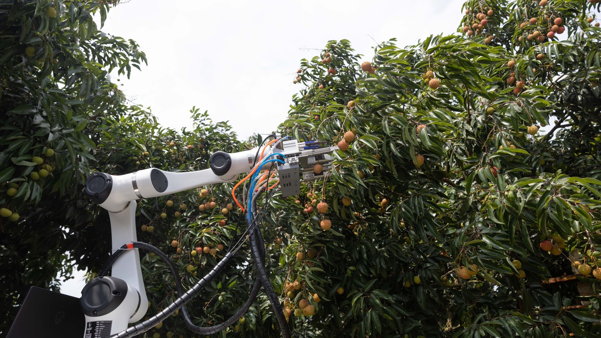 Sky-to-soil AI powers lychee farming in Conghua, Guangzhou