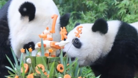 Daughter of panda triplet turns 1 year old