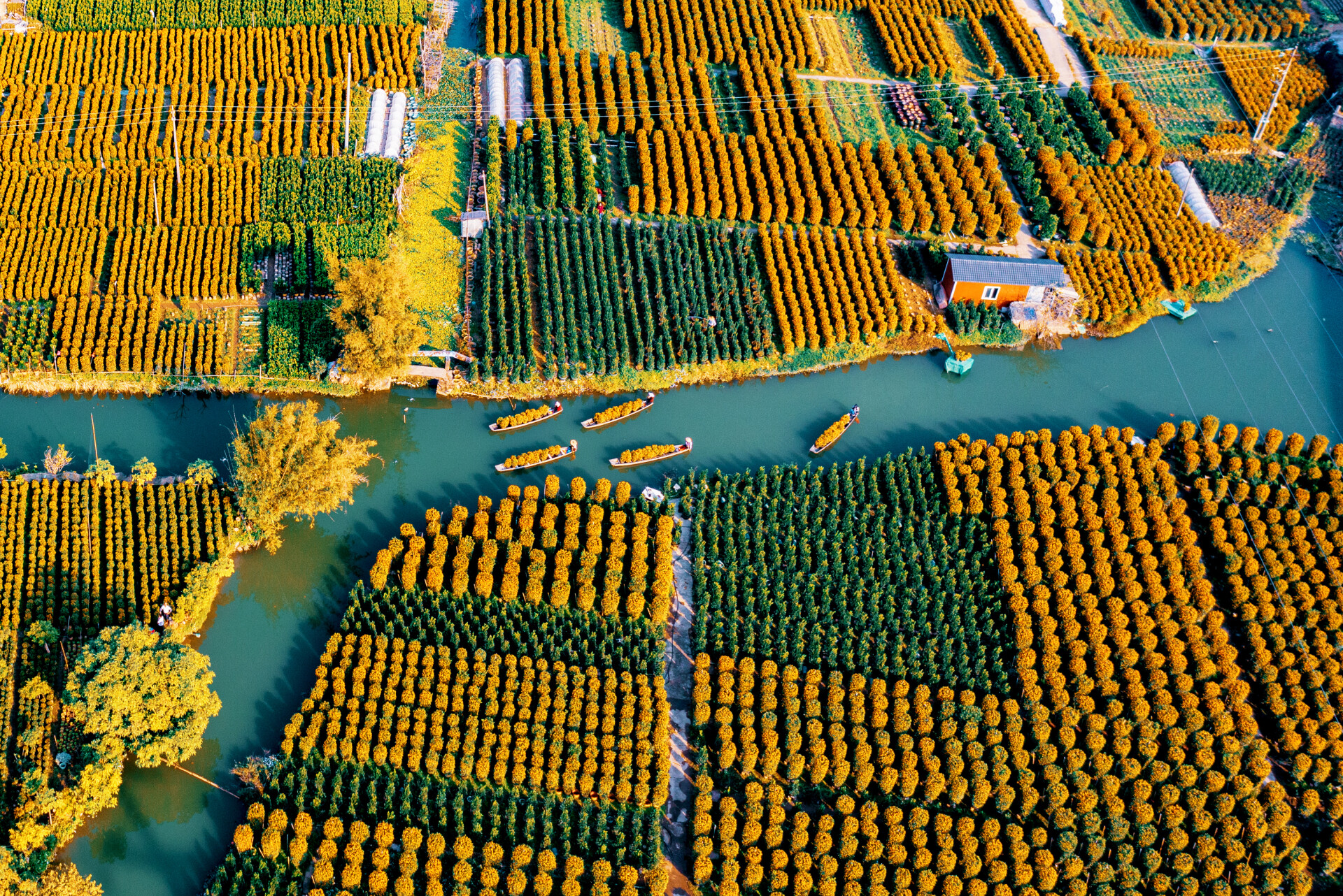 3:The history of Citrus oleocarpa Tanaka cultivation in Chencun, exceeds a thousand years. Photo by Lin Zhicheng. 受访者供图
