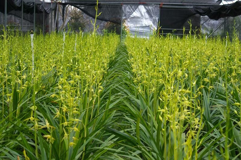 4:Shunde orchid.Photo provided by the interviewee 受访者供图