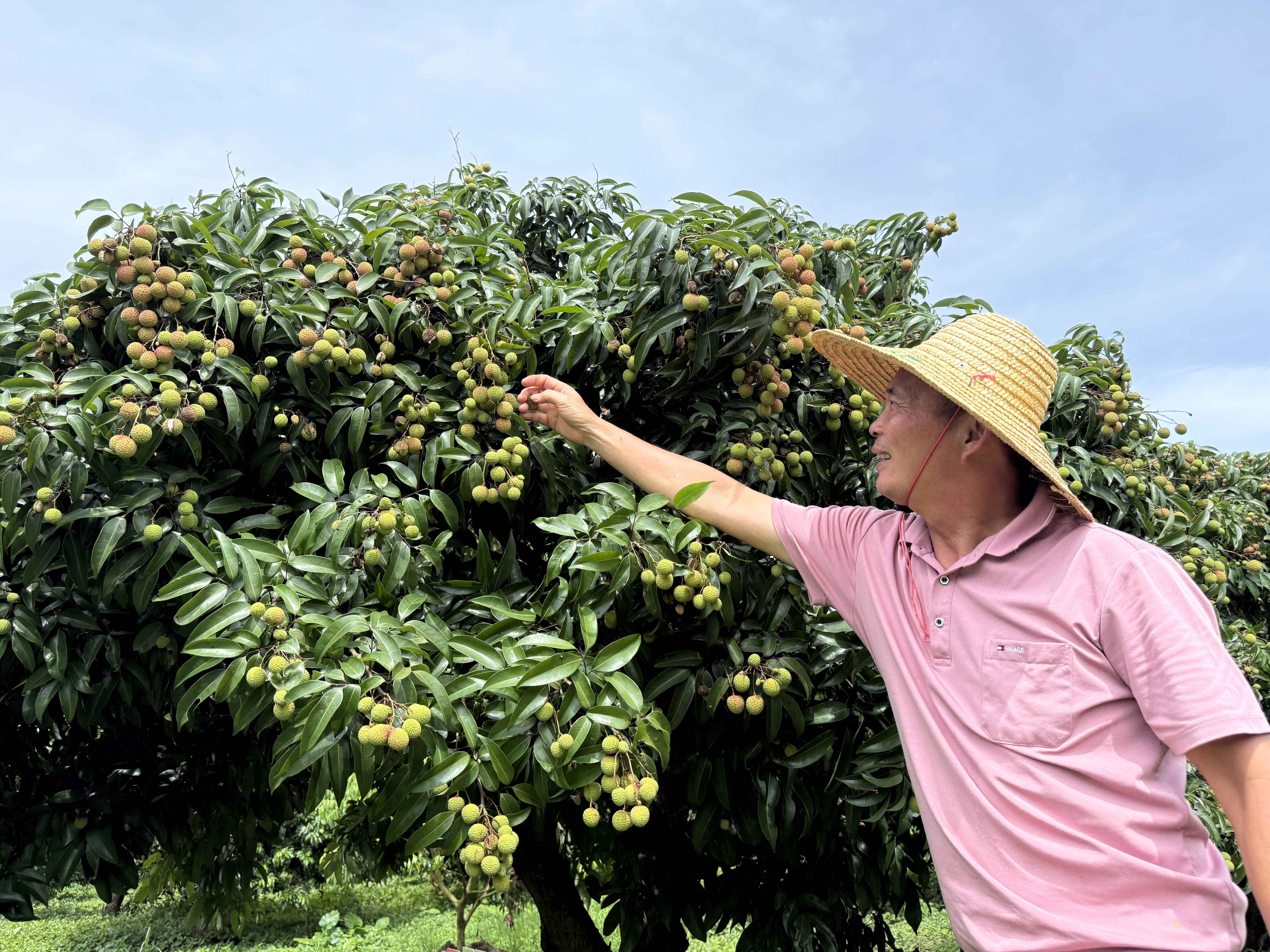 新兴香荔：千年贡品焕发富民强村新活力