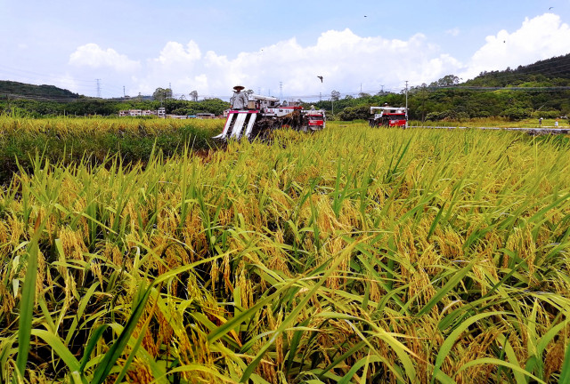 Harvest day! Enjoy the harvest scenery of Guangdong in 100 seconds