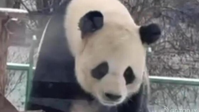 China, U.S. make preparations to send a pair of giant pandas to San Francisco Zoo in 2025