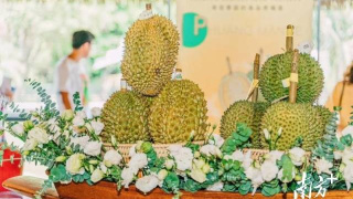 First batch of 195 tons of Thai durians arrive at Nansha Port