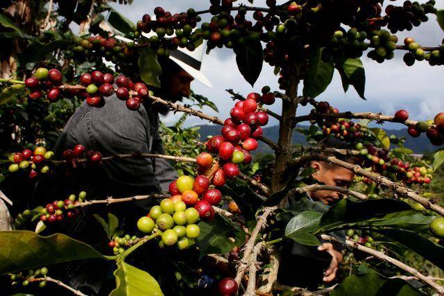 农民在哥伦比亚安蒂奥基亚省希拉尔多一处咖啡种植园采摘成熟的咖啡果。