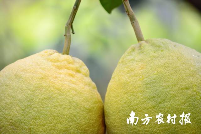 梅县金柚果皮金黄有光泽，且油胞明显。