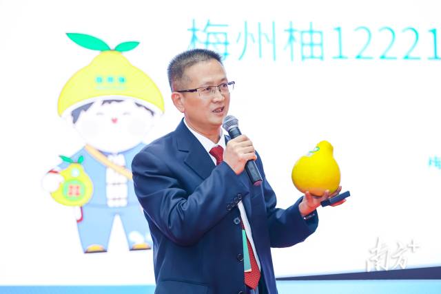 “柚子局长”陈爱东向粤港澳大湾区推介梅州柚。