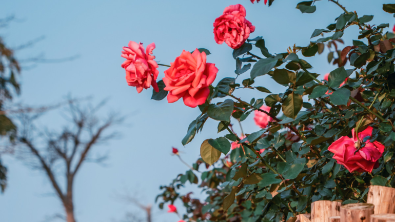Hengqin Flower Corridor awash with vibrant spring roses