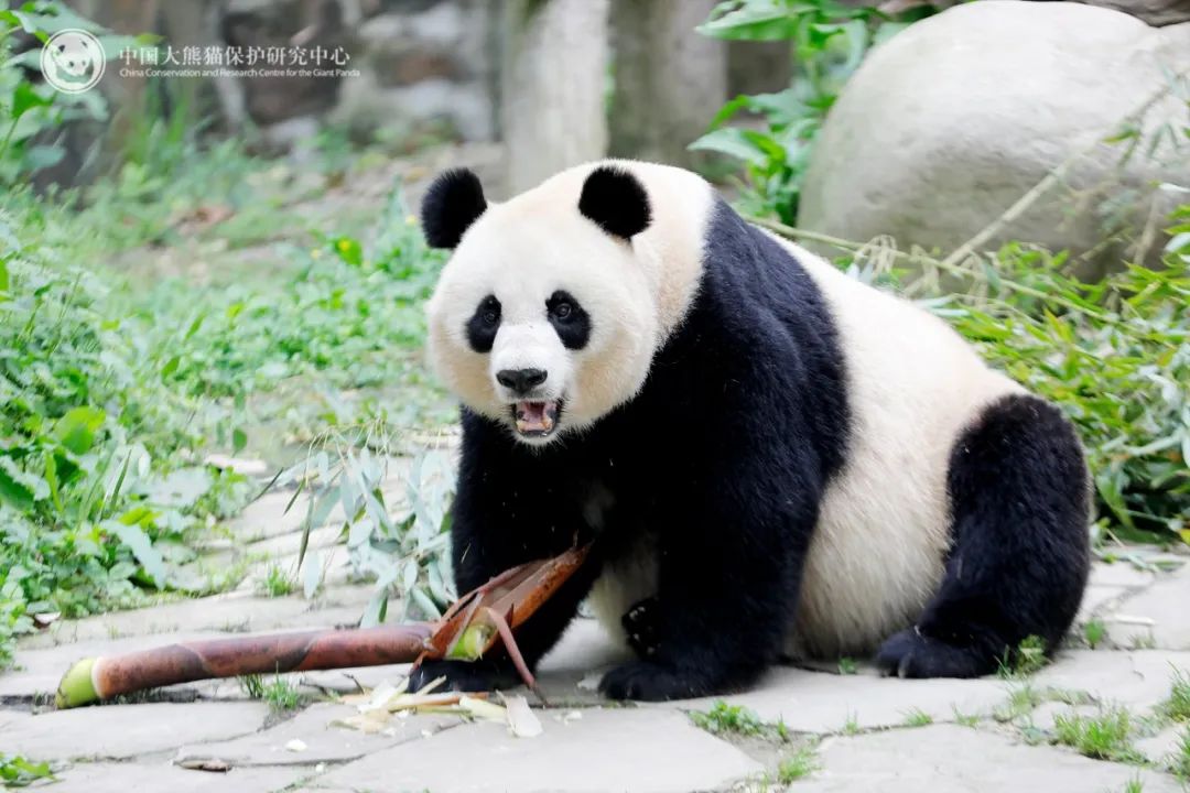 大熊猫“美香”