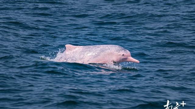 InPics | Chinese white dolphins, mangroves... Let's explore the beauty of biodiversity in Zhanjiang