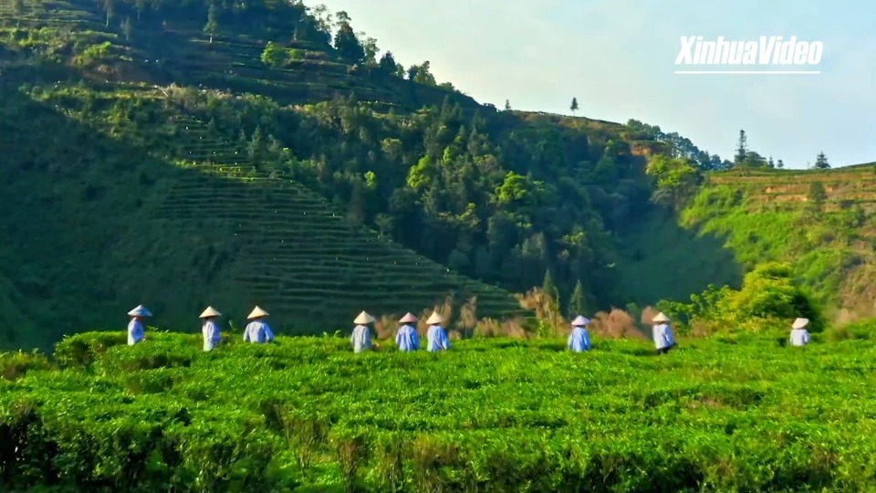 Savoring Chinese Tea | Reviving millennium-old Liubao tea along the Maritime Silk Road