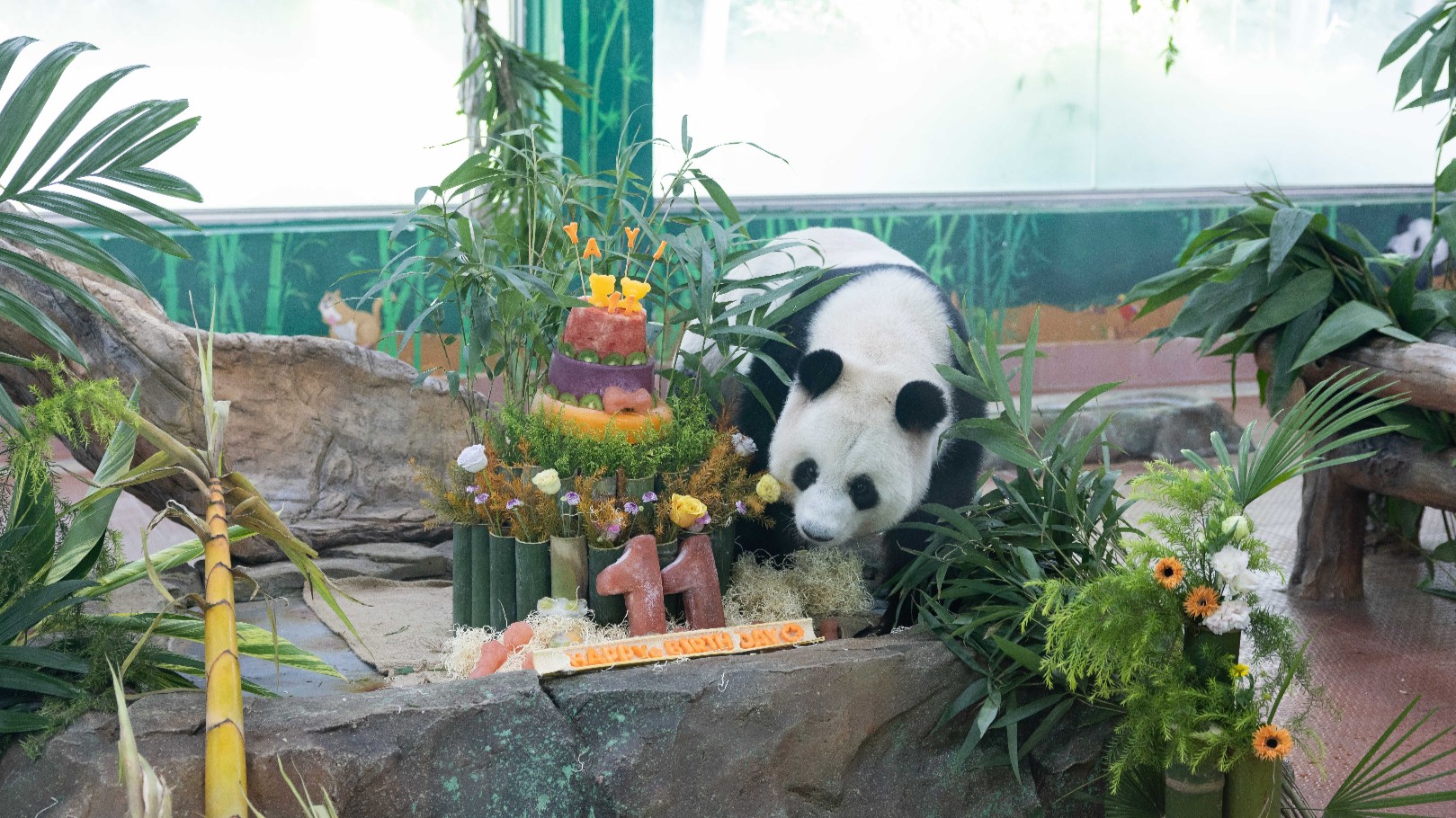 Panda siblings celebrate their 11th birthday at Guangzhou Zoo