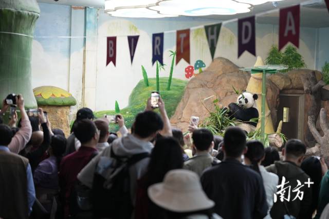 长隆野生动物世界熊猫乐园被全国各地的游客围得水泄不通。