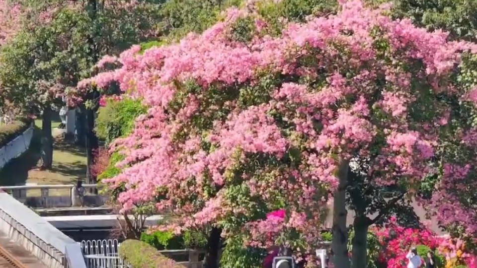 Silk-floss trees in full bloom in Guangzhou, China