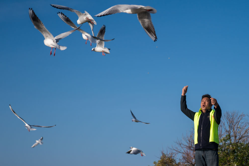 2024年12月11日,志愿者张利云在云南昆明王官湿地公园投喂红嘴鸥。志愿者张利云坚持投喂红嘴鸥长达十余年,为生态环境保护贡献个人力量。