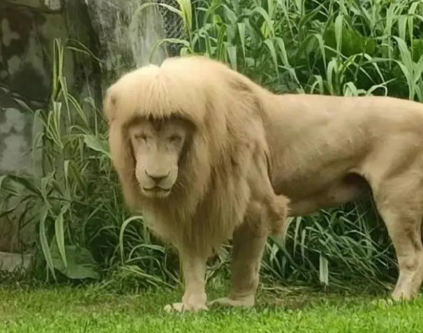 阿杭以齐刘海“一举成名”,图/资料图 阿杭以齐刘海“一举成名”,图/资料图