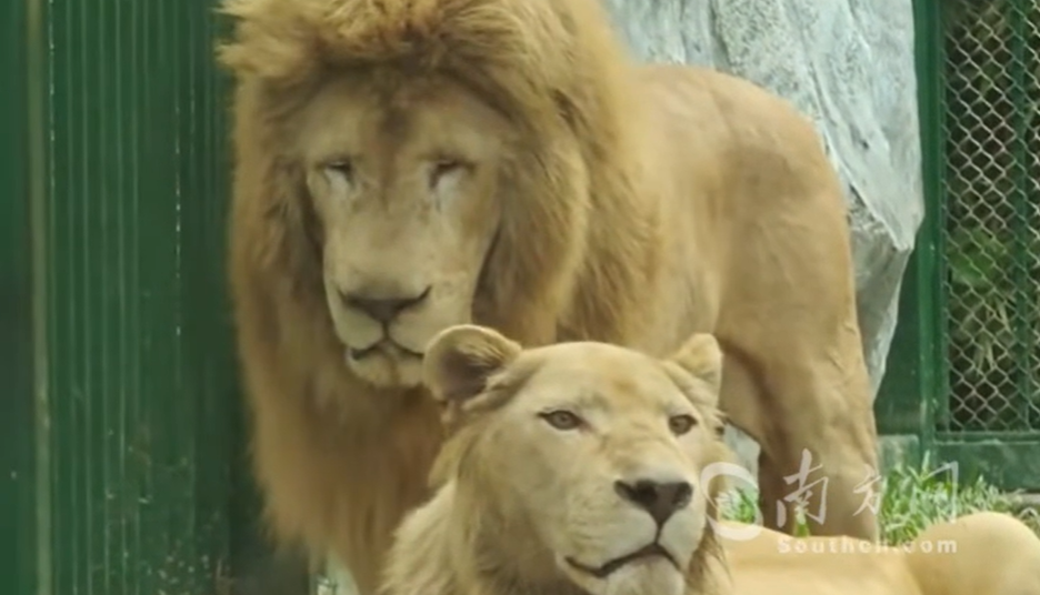 在广州动物园“上班”10年，16岁“顶流”发型狮“阿杭”退休