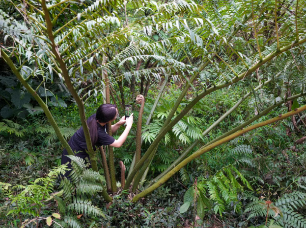 广东观音座莲。图源:江门发布