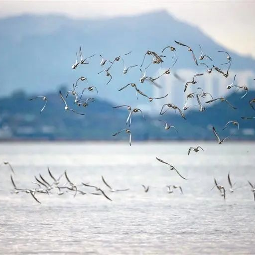 Birdsong becomes Shenzhen's natural alarm clock