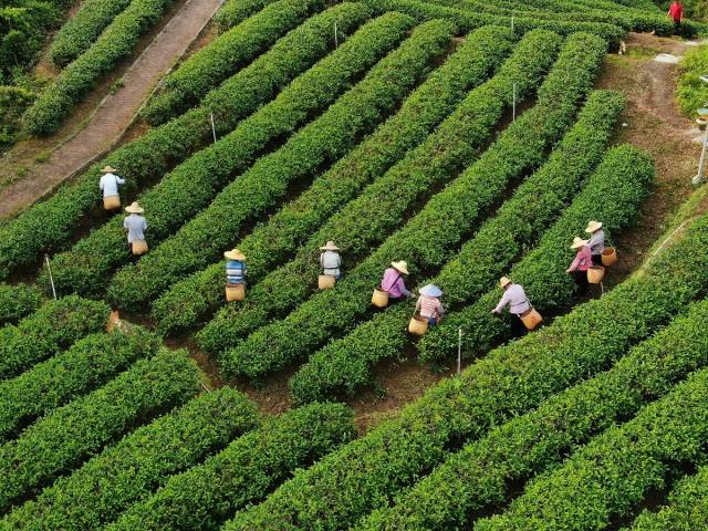 大沙茶连续四年获评“广东十大茗茶”。 