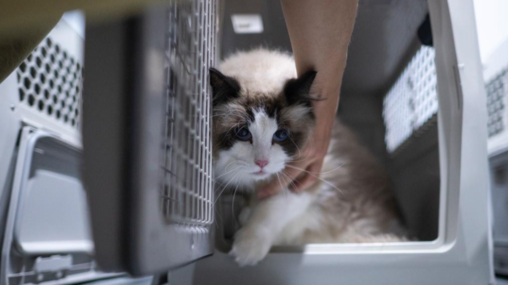 Zhuhai launches intercity railway pet consignment service