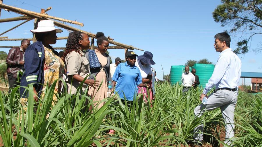 Xi's message to Zimbabwean veterans highlights enduring China-Africa friendship