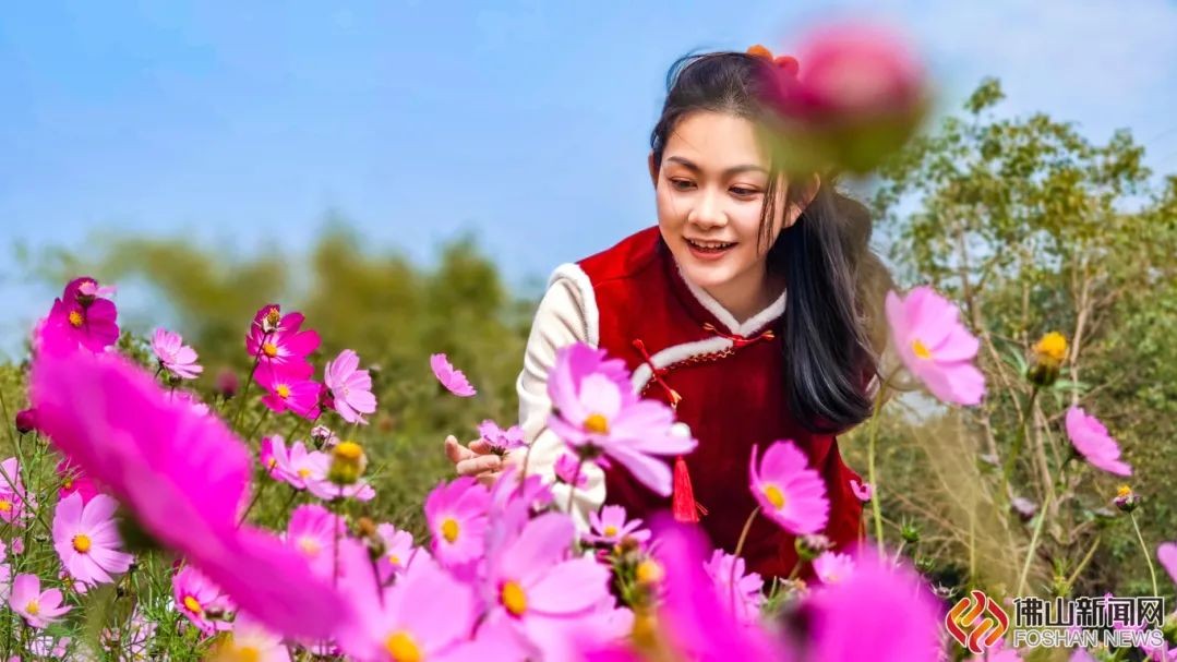 Free! Flowers of 15,000㎡ bloom in Chancheng, Foshan