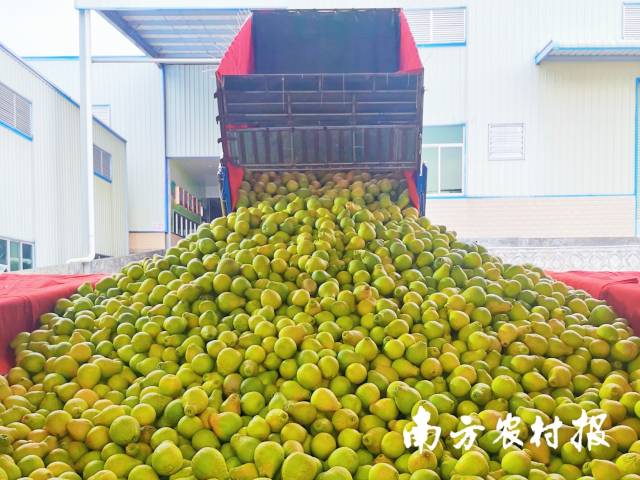 梅州金柚进入丰收季。