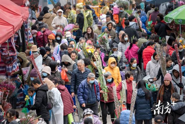 2月7日，比肩接踵的市民冒着寒冷在岭南花卉市场穿行，选购年花。