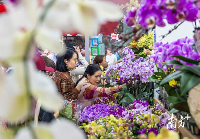 临近春节，广州岭南花卉市场迎来旺季，众多市民前来选购年花。