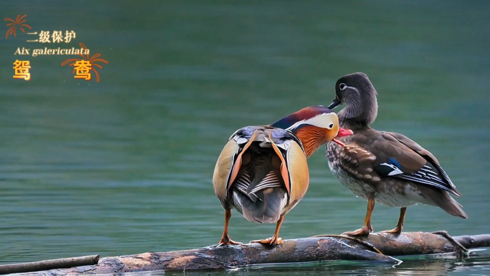 CNY Greetings from Guangdong's animals
