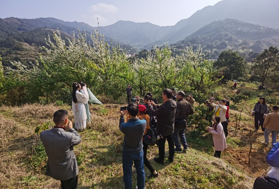 有一种春光叫作：云浮金山梨花开！