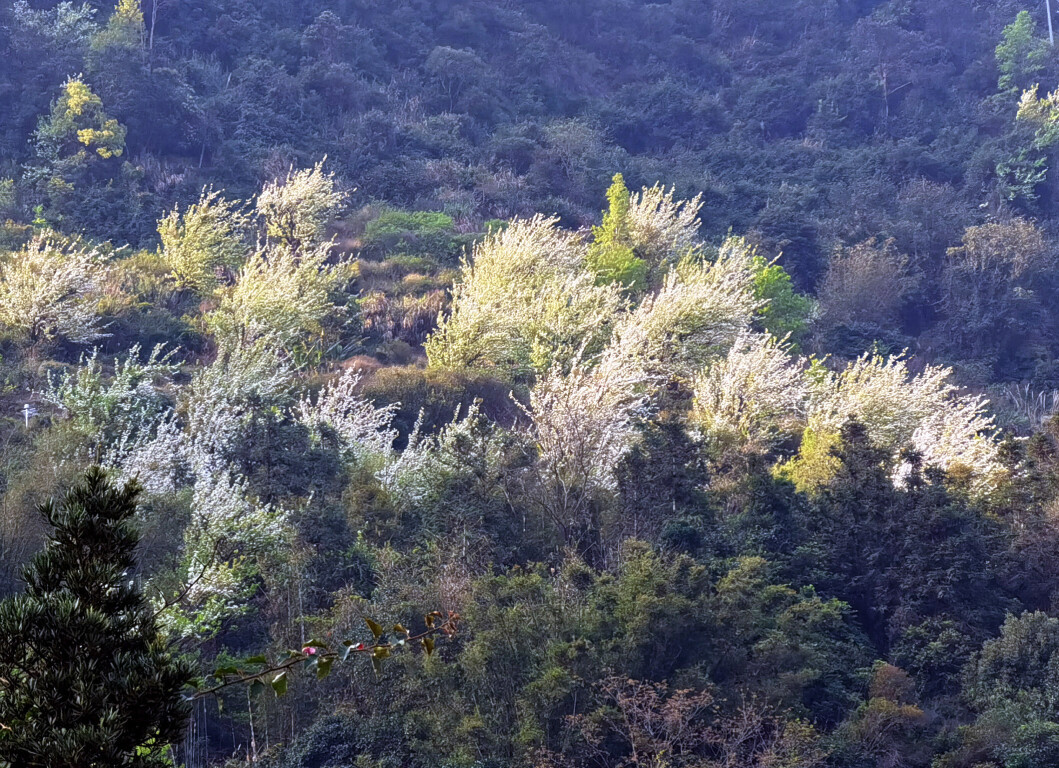云视频 | 大金山：梨花似玉叶如翠