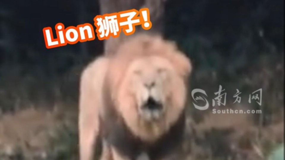 “狮”生交流现场！广东小学生和狮子无障碍对起英语