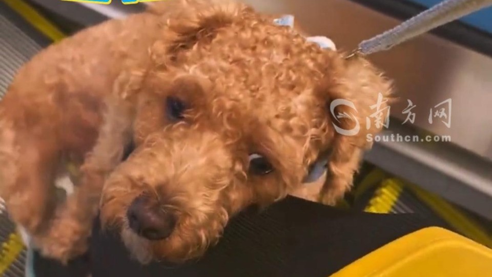 小哥带“捡到”的小狗送外卖，让害怕扶梯的小狗“抱大腿”