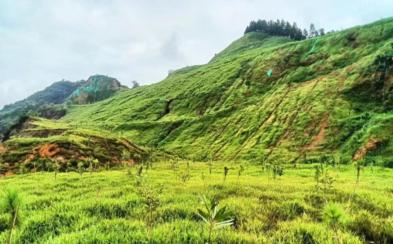云城区高峰街道：全域土地综合整治赋能“百千万工程”