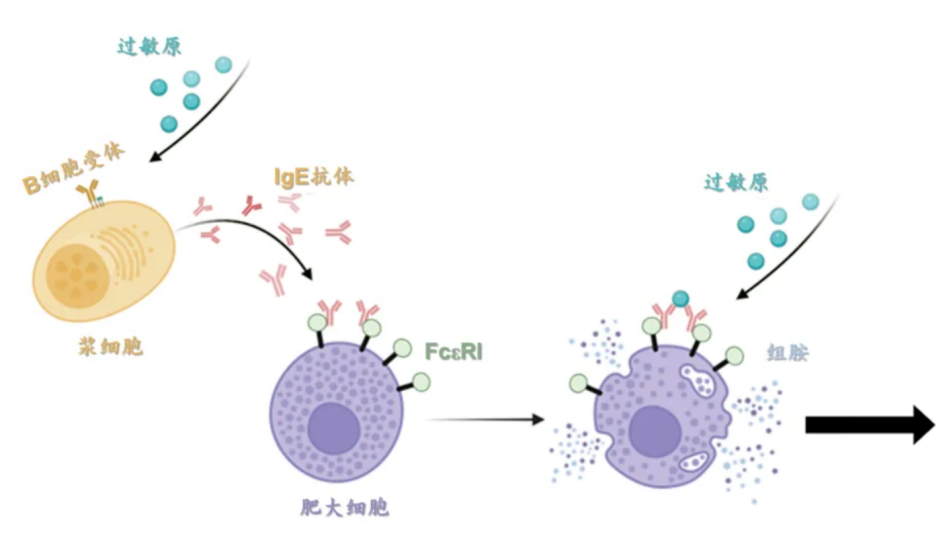 Chinese researchers advance understanding of mechanisms behind allergic diseases