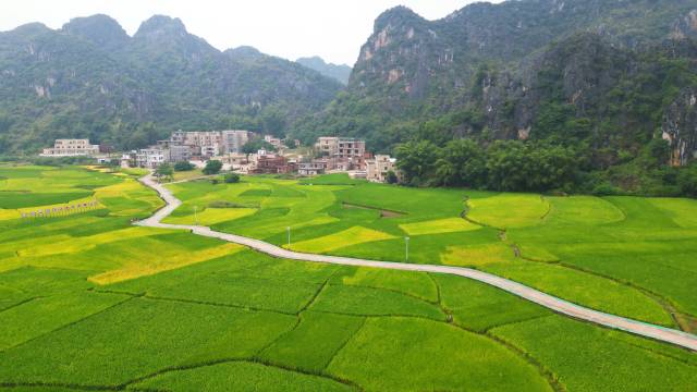 Capture scenic harvest season in Yunfu