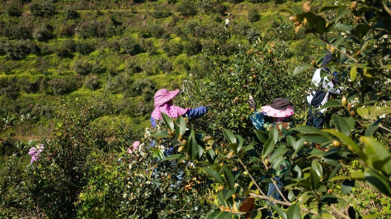 广东油茶丰收采摘忙 油茶籽产量预计达25万吨