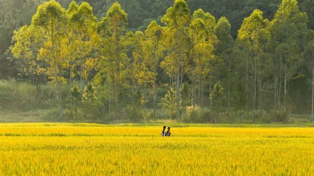 Discover the beauty of autumn in Qingyuan