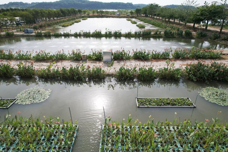 中山市南朗街道丰阜湖“三池两坝”标准型尾水治理项目——生态净化池