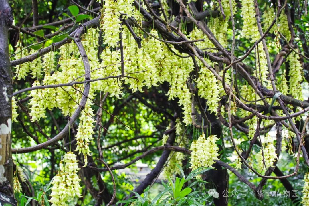 这周末去赏花！华南植物园白色禾雀花进入最佳观赏期
