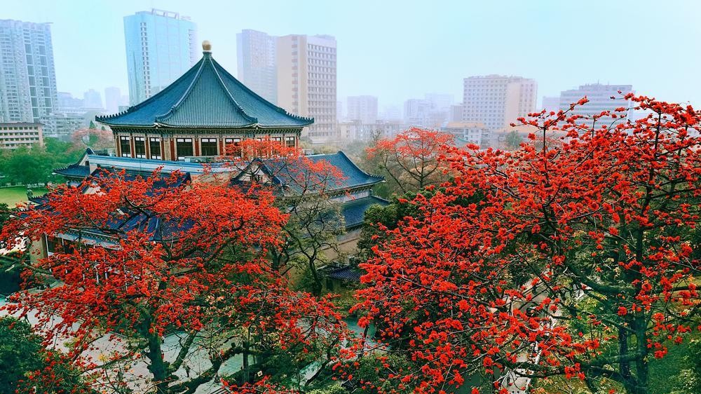 'Kapok king' at Guangzhou Sun Yat-sen Memorial Hall exhibits its splendor with 80,000 buds every year