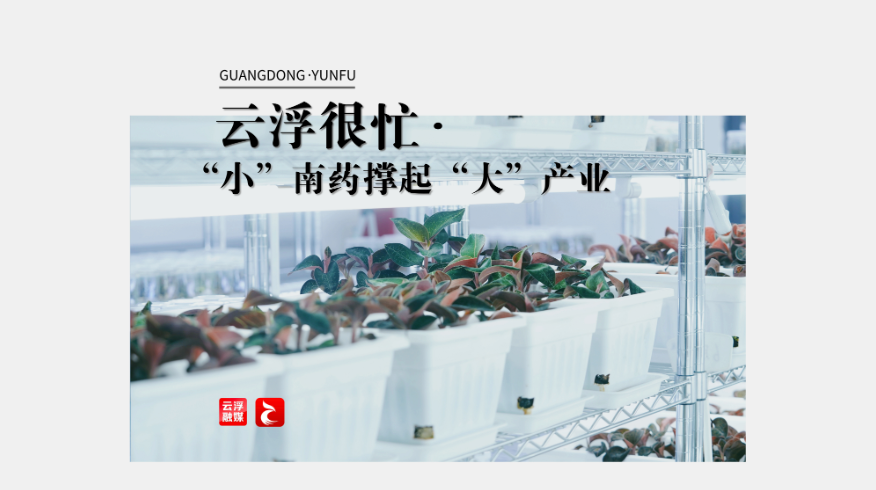 云浮很忙｜“小”南药撑起“大”产业