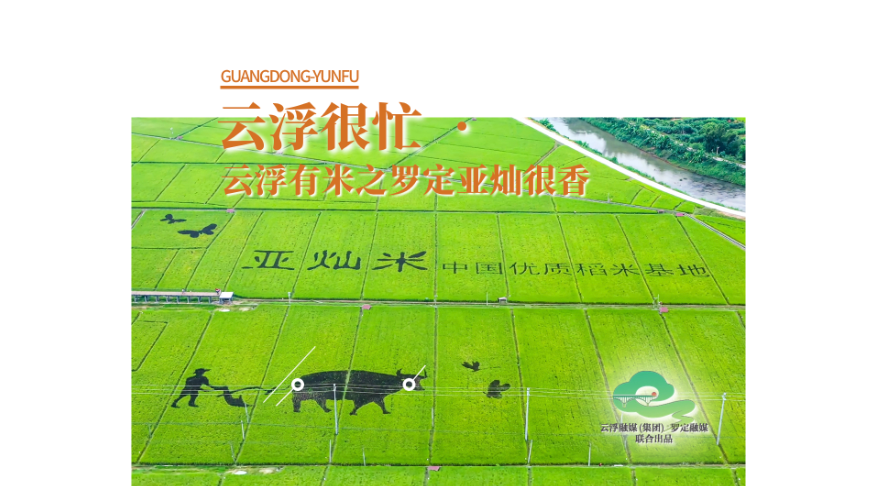 云浮很忙 | 云浮有米之罗定亚灿很香