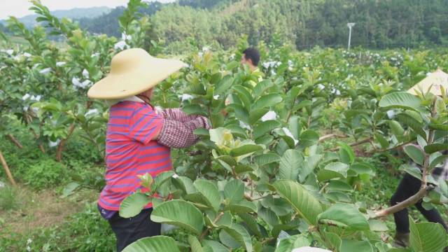 镇能量丨新兴县里洞镇：番石榴熟了 村民日子火了