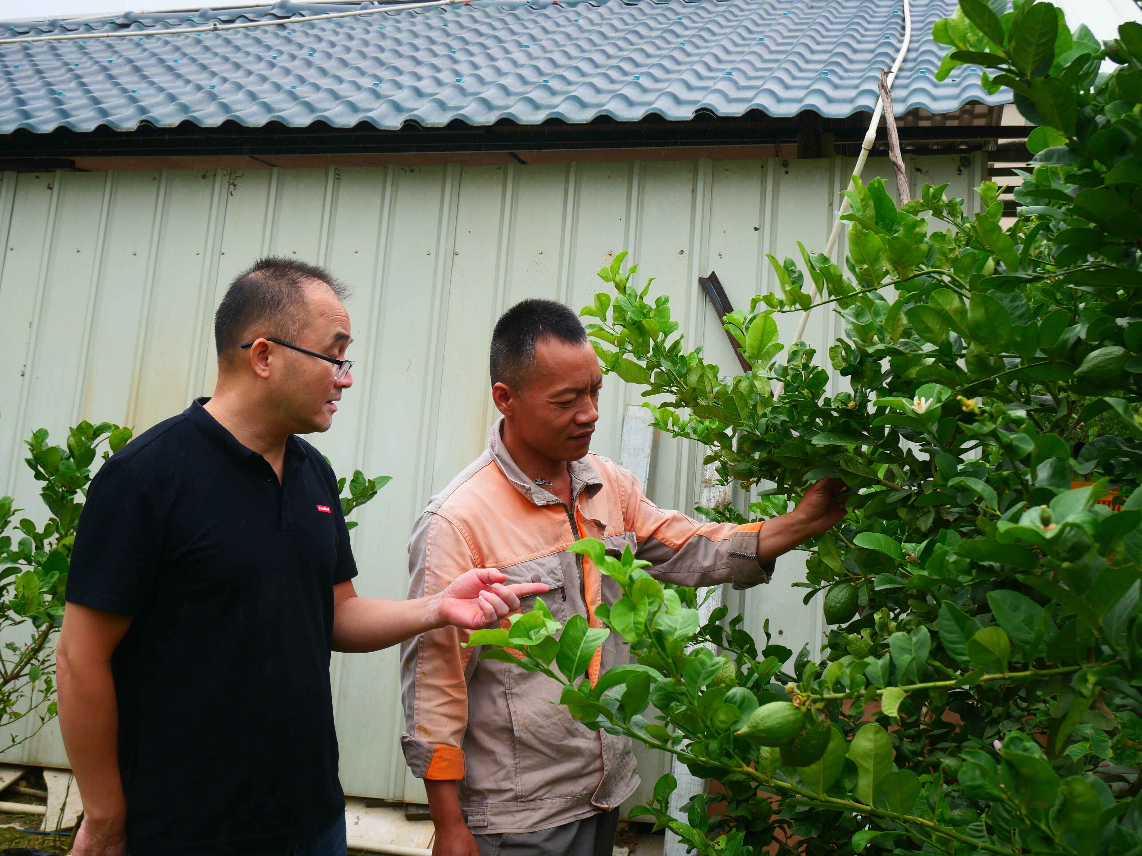 镇能量丨云城区南盛镇：产业发展有“招” 乡村振兴有“路