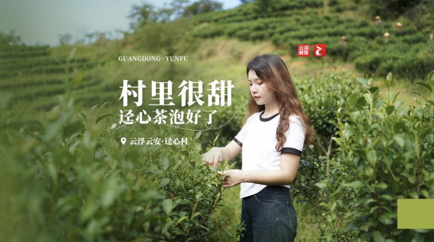 村里很甜｜云浮云安的迳心茶泡好了