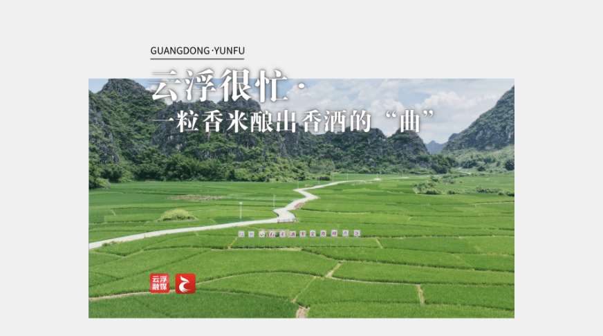 云浮很忙丨一粒香米酿出香酒的“曲”